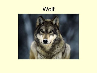 Wolf
 
