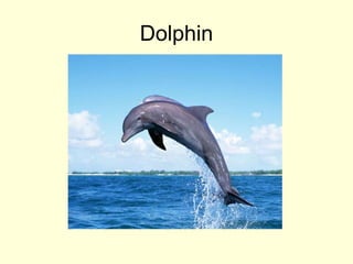 Dolphin
 