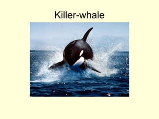 Killer-whale
 