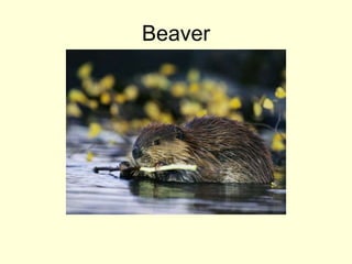 Beaver
 