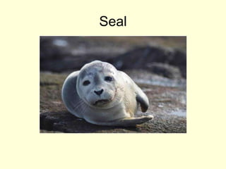 Seal
 