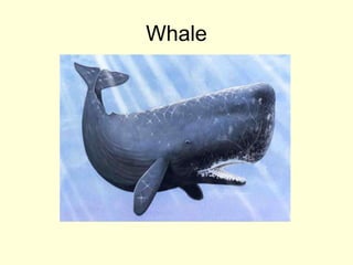 Whale
 