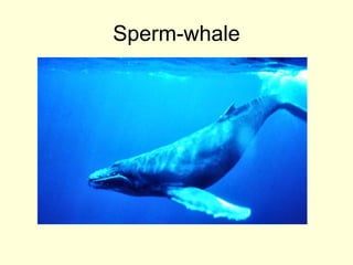 Sperm-whale
 