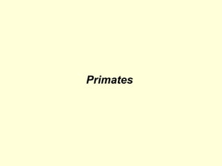 Primates
 