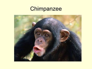 Chimpanzee
 