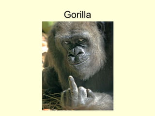 Gorilla
 