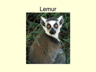 Lemur
 