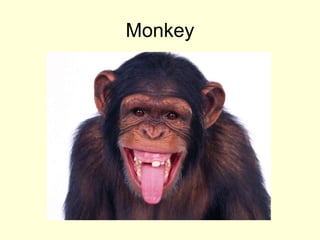 Monkey
 