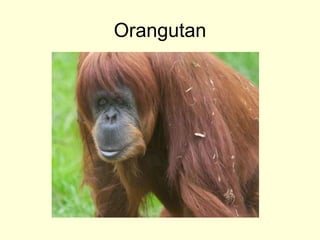 Orangutan
 