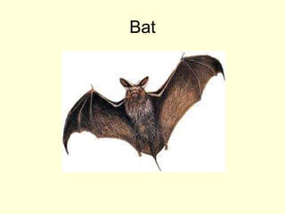 Bat
 