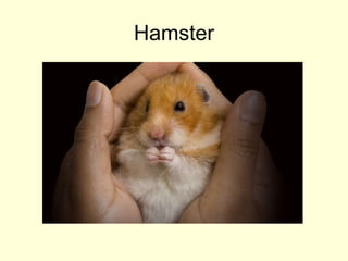 Hamster
 