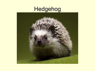 Hedgehog
 