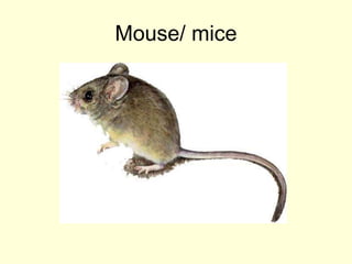 Mouse/ mice
 