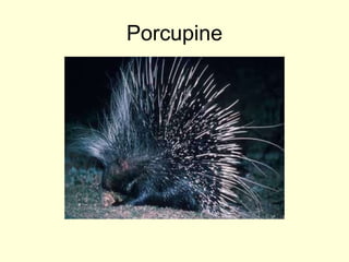 Porcupine
 