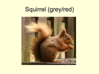 Squirrel (grey/red)
 