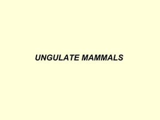 UNGULATE MAMMALS
 