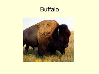 Buffalo
 