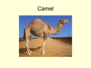 Camel
 