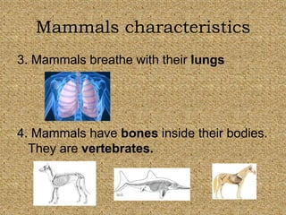 Mammals characteristics 
3. Mammals breathe with their lungs 
4. Mammals have bones inside their bodies. 
They are vertebrates. 
 