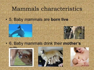 Mammals characteristics 
• 5. Baby mammals are born live 
• 6. Baby mammals drink their mother’s 
milk. 
