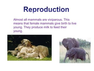 Almost all mammals are viviparous. This
means that female mammals give birth to live
young. They produce milk to feed their
young.