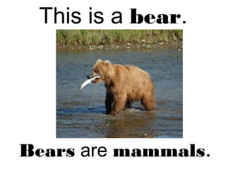 This is a bear.
Bears are mammals.