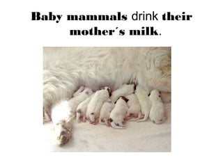 Baby mammals drink their
mother´s milk.