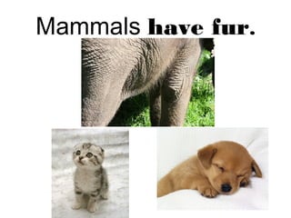 Mammals have fur.