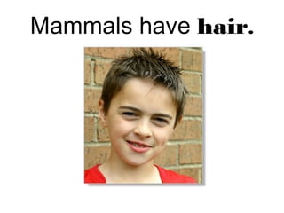 Mammals have hair.