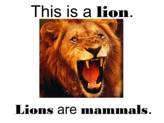 This is a lion.
Lions are mammals.