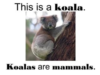 This is a koala.
Koalas are mammals.