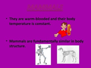 • They are warm-blooded and their body
temperature is constant.
• Mammals are fundamentally similar in body
structure.
 
