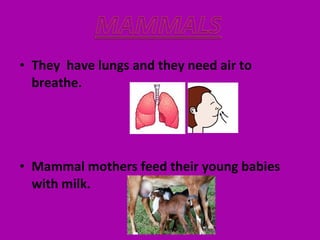 • They have lungs and they need air to
breathe.
• Mammal mothers feed their young babies
with milk.
 