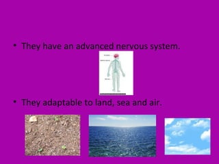 • They have an advanced nervous system.
• They adaptable to land, sea and air.
 