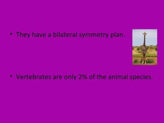 • They have a bilateral symmetry plan.
• Vertebrates are only 2% of the animal species.
 