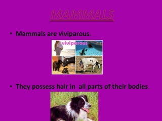 • Mammals are viviparous.
• They possess hair in all parts of their bodies.
 