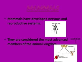 • Mammals have developed nervous and
reproductive systems.
• They are considered the most advanced
members of the animal kingdom.
Mammals
 