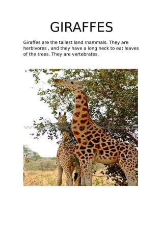 GIRAFFES
Giraffes are the tallest land mammals. They are
herbivores , and they have a long neck to eat leaves
of the trees. They are vertebrates.
 