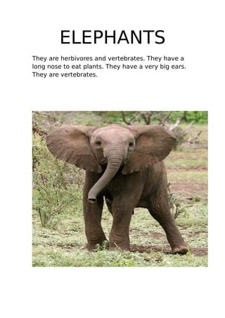 ELEPHANTS
They are herbivores and vertebrates. They have a
long nose to eat plants. They have a very big ears.
They are vertebrates.
 