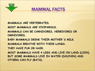 MAMMALS ARE VERTEBRATES.
MOST MAMMALS ARE VIVIPAROUS.
MAMMALS CAN BE CARNIVORES, HERBIVORES OR
OMNIVORES.
BABY MAMMALS DRINK THEIR MOTHER´S MILK.
MAMMALS BREATHE WITH THEIR LUNGS.
THEY HAVE FUR OR HAIR.
MOST MAMMALS HAVE 4 LEGS AND LIVE ON LAND (LION),
BUT SOME MAMMALS LIVE IN WATER (DOLPHIN) AND
OTHERS CAN FLY (BATS).