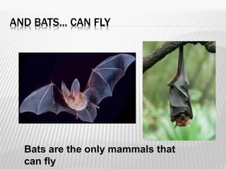 Mammals | PPTX