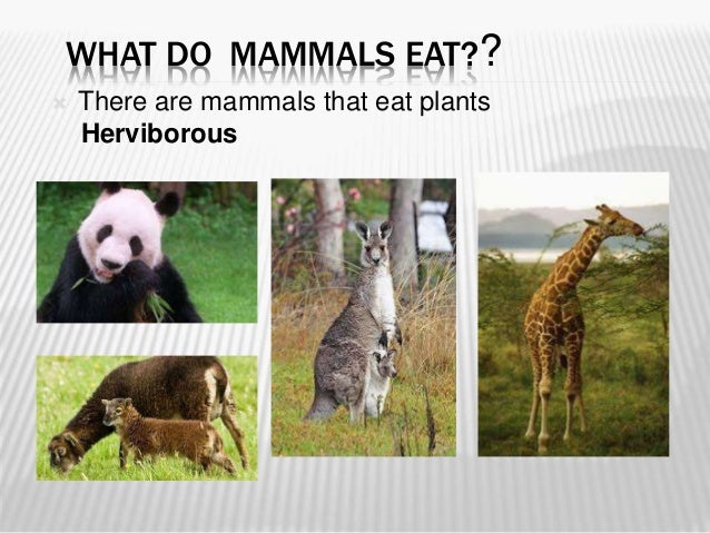Are Humans Only Mammalls Drink Others Milk Are Humans Only Mammalls Drink Others Milk