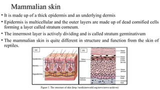 Mammalian skin
• It is made up of a thick epidermis and an underlying dermis
• Epidermis is multicellular and the outer layers are made up of dead cornified cells
forming a layer called stratum corneum.
• The innermost layer is actively dividing and is called stratum germinativum
• The mammalian skin is quite different in structure and function from the skin of
reptiles.
 