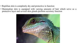 • Reptilian skin is completely dry and protective in function
• Mammalian skin is equipped with varying amounts of hair which serve as a
protective layer and several skin glands perform secretory function
 