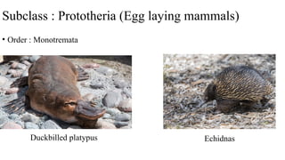 Subclass : Prototheria (Egg laying mammals)
• Order : Monotremata
Duckbilled platypus Echidnas
 