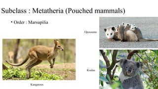 Subclass : Metatheria (Pouched mammals)
• Order : Marsupilia
Kangaroos
Opossums
Koalas
 