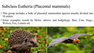 Subclass Eutheria (Placental mammals)
• This group includes a bulk of placental mammalian species usually divided into
18 orders.
• Some examples would be Moles ,shrews and hedgehogs, Bats, Cats, Dogs,,
Wolves, Fox, Lemurs etc
 