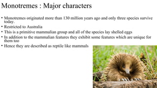 Monotremes : Major characters
• Monotremes originated more than 130 million years ago and only three species survive
today.
• Restricted to Australia
• This is a primitive mammalian group and all of the species lay shelled eggs
• In addition to the mammalian features they exhibit some features which are unique for
them too
• Hence they are described as reptile like mammals
 