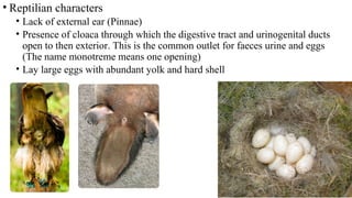 • Reptilian characters
• Lack of external ear (Pinnae)
• Presence of cloaca through which the digestive tract and urinogenital ducts
open to then exterior. This is the common outlet for faeces urine and eggs
(The name monotreme means one opening)
• Lay large eggs with abundant yolk and hard shell
 