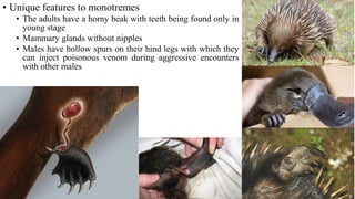 • Unique features to monotremes
• The adults have a horny beak with teeth being found only in
young stage
• Mammary glands without nipples
• Males have hollow spurs on their hind legs with which they
can inject poisonous venom during aggressive encounters
with other males
 